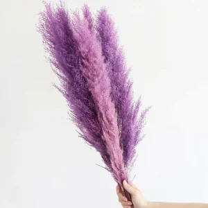 200 Purple Pampas Grass Seeds - Perennial Flowering Ornamental Grass - Image 3