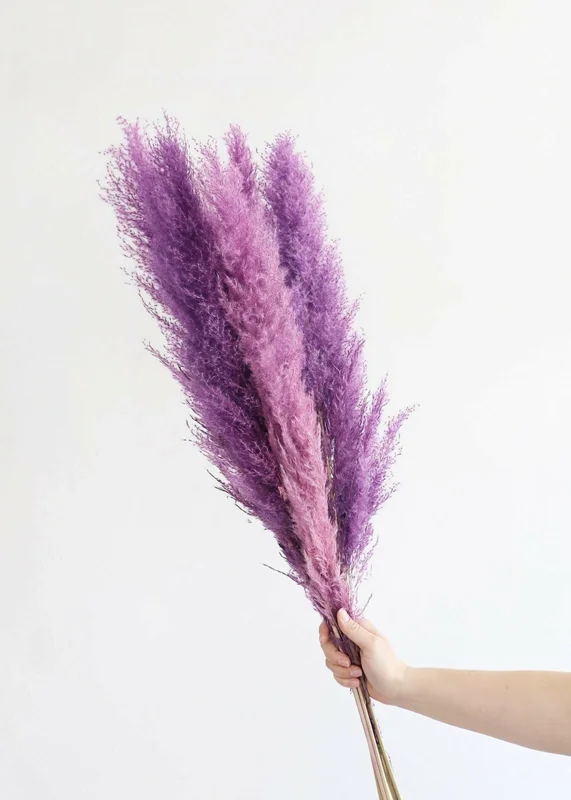 200 Purple Pampas Grass Seeds - Perennial Flowering Ornamental Grass - Image 3