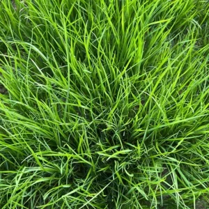 2000 Emerald Zoysia Grass Seeds, Perennial Tropical Lawn - Image 2
