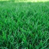 2000 Emerald Zoysia Grass Seeds, Perennial Tropical Lawn - Image 1