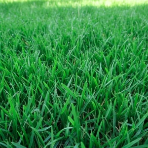 2000 Emerald Zoysia Grass Seeds, Perennial Tropical Lawn - Image 1