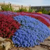 2000 French Creeping Thyme Seeds - Ground Cover Plant, Low-Growing Herb - Image 1