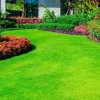 20,000 Emerald Zoysia Grass Seeds - Premium Lawn Turf Seeds Drought & Heat Tolerant - Image 1
