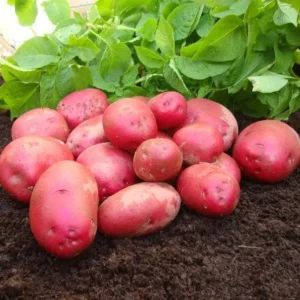 210 Red Potato Seeds for Planting - Easy Grow, Red-Skinned Potato Seeds - Image 2