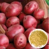 210 Red Potato Seeds for Planting - Easy Grow, Red-Skinned Potato Seeds - Image 1