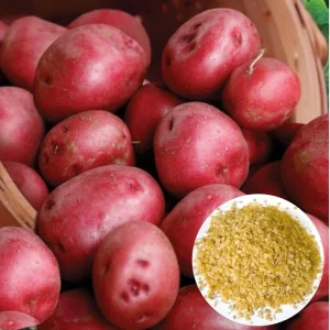 210 Red Potato Seeds for Planting - Easy Grow, Red-Skinned Potato Seeds - Image 1
