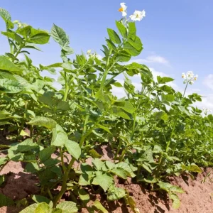 210 Russet Potato Seeds for Planting - Heirloom Vegetable Seeds - Image 6