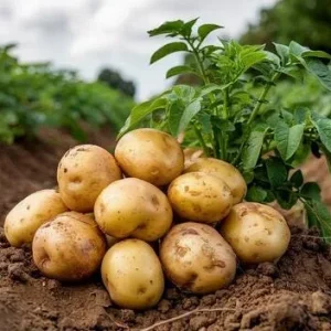 210 Yukon Gold Potato Seeds for Planting - Easy Grow Vegetable Seeds - Image 3