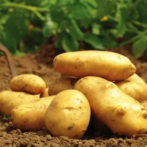 210 Yukon Gold Potato Seeds for Planting - Easy Grow Vegetable Seeds - Image 4