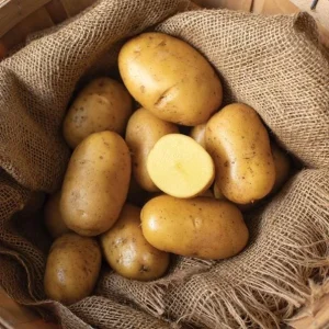 210 Yukon Gold Potato Seeds for Planting - Easy Grow Vegetable Seeds - Image 5