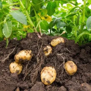 210 Yukon Gold Potato Seeds for Planting - Easy Grow Vegetable Seeds - Image 7
