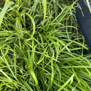 25 Baby Amaryllis Belladonna Lily Bulbs - Naked Lady Resurrection Lily - Perennial - Image 2