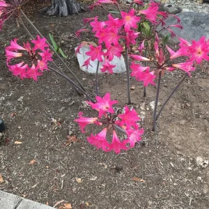 25 Baby Amaryllis Belladonna Lily Bulbs - Naked Lady Resurrection Lily - Perennial - Image 3