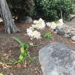 25 Baby Amaryllis Belladonna Lily Bulbs - Naked Lady Resurrection Lily - Perennial - Image 4