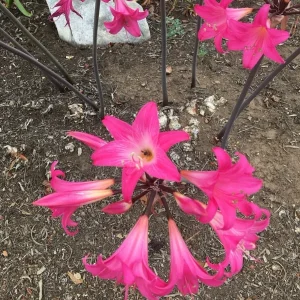25 Baby Amaryllis Belladonna Lily Bulbs - Naked Lady Resurrection Lily - Perennial - Image 5