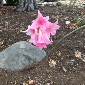 25 Baby Amaryllis Belladonna Lily Bulbs - Naked Lady Resurrection Lily - Perennial - Image 6