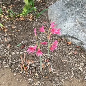 25 Baby Amaryllis Belladonna Lily Bulbs - Naked Lady Resurrection Lily - Perennial - Image 7
