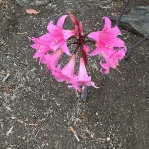 25 Baby Amaryllis Belladonna Lily Bulbs - Naked Lady Resurrection Lily - Perennial - Image 8