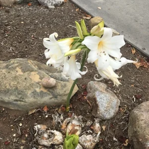 25 Baby Amaryllis Belladonna Lily Bulbs - Naked Lady Resurrection Lily - Perennial - Image 9