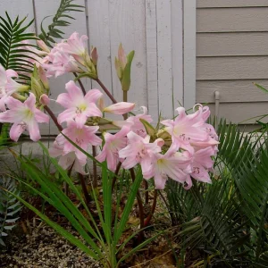 25 Baby Amaryllis Belladonna Lily Bulbs - Naked Lady Resurrection Lily - Perennial - Image 1
