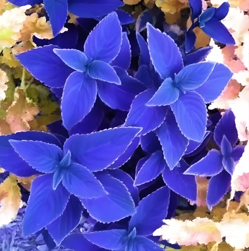 25+ Blue Coleus Seeds - Easy-to-Grow Ornamental Perennial Foliage for Garden - Image 3