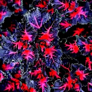 25 Coleus Black Dragon Lulu Seeds - Rare Dark Foliage Ornamental Plant - Image 5
