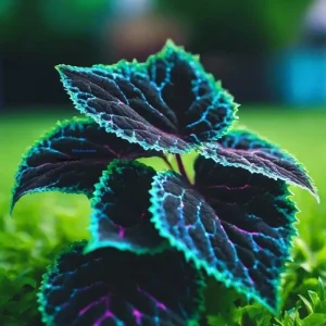 25+ Coleus Seeds - Rare Blue, Black, Green Foliage - Perennial Flower Seeds - Image 2