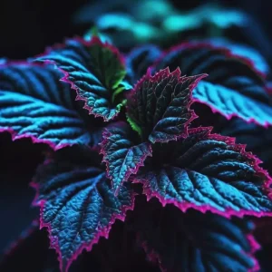 25+ Coleus Seeds - Rare Blue, Black, Green Foliage - Perennial Flower Seeds - Image 3