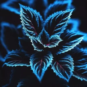 25+ Coleus Seeds - Rare Blue, Black, Green Foliage - Perennial Flower Seeds - Image 1
