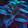25+ Coleus Seeds - Rare Blue, Black, Green Foliage - Unique Garden Accent - Image 1