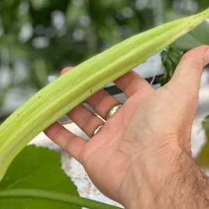 25+ Giant Okra Seeds - Spineless XXL Heirloom Vegetable - Non-GMO - Outdoor - Image 1