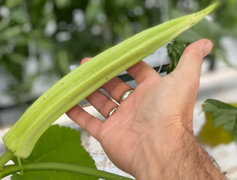 25+ Giant Okra Seeds - Spineless XXL Heirloom Vegetable - Non-GMO - Outdoor - Image 1