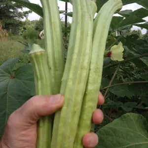 25+ Giant Okra Seeds - Spineless XXL Heirloom Vegetable - Non-GMO - Outdoor - Image 2