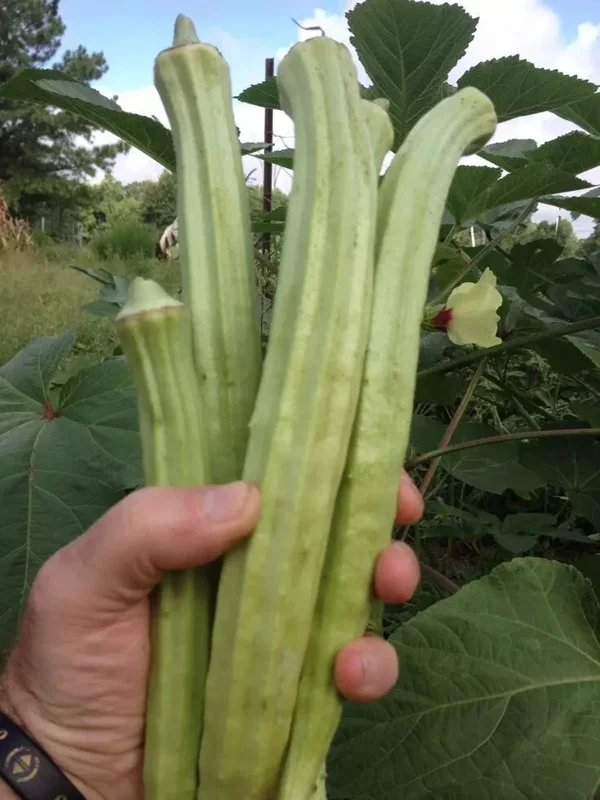 25+ Giant Okra Seeds - Spineless XXL Heirloom Vegetable - Non-GMO - Outdoor - Image 2