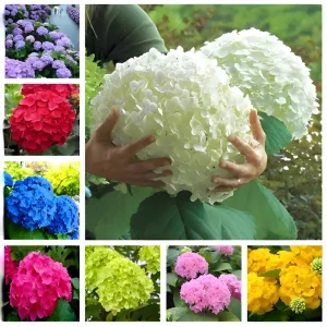 25 Hydrangea Seeds - Easy Grow Flower Garden Plant - Outdoor Perennial - Image 3
