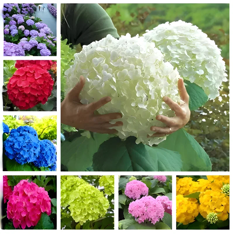 25 Hydrangea Seeds - Easy Grow Flower Garden Plant - Outdoor Perennial - Image 3