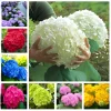 25 Hydrangea Seeds - Easy Grow Flower Garden Plant - Outdoor Perennial - Image 1