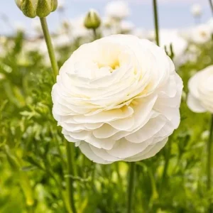25 Mixed Ranunculus Bulbs Live for Planting, Perennial Buttercups - Image 3