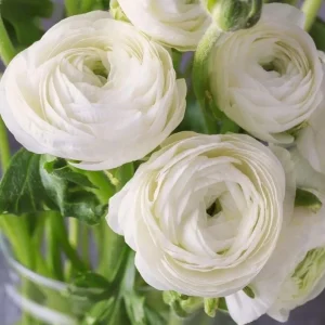 25 Mixed Ranunculus Bulbs Live for Planting, Perennial Buttercups - Image 5