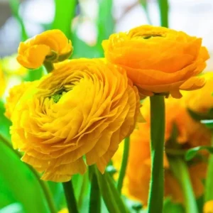 25 Mixed Ranunculus Bulbs Live for Planting, Perennial Buttercups - Image 7