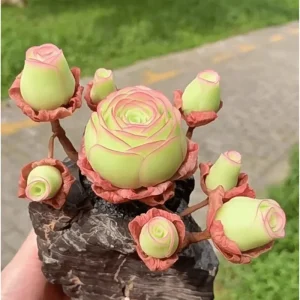 25 Mountain Rose Succulent Seeds - Greenovia Aurea Rosette Succulent Seeds - Image 3