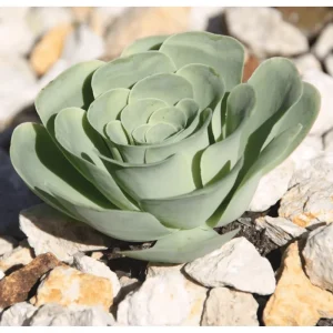 25 Mountain Rose Succulent Seeds - Greenovia Aurea Rosette Succulent Seeds - Image 4