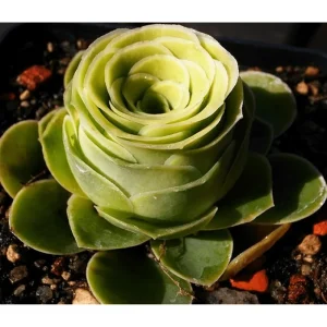 25 Mountain Rose Succulent Seeds - Greenovia Aurea Rosette Succulent Seeds - Image 6