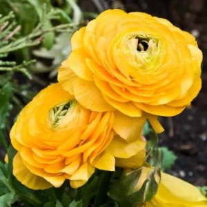 25 Yellow Ranunculus Bulbs – Perennial Buttercup Flowers for Garden Planting - Image 2