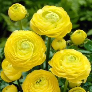 25 Yellow Ranunculus Bulbs – Perennial Buttercup Flowers for Garden Planting - Image 3
