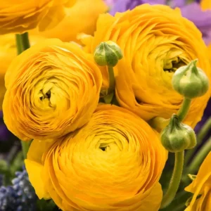 25 Yellow Ranunculus Bulbs – Perennial Buttercup Flowers for Garden Planting - Image 4