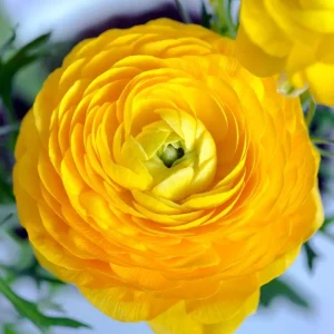 25 Yellow Ranunculus Bulbs – Perennial Buttercup Flowers for Garden Planting - Image 5