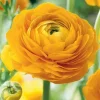 25 Yellow Ranunculus Bulbs – Perennial Buttercup Flowers for Garden Planting - Image 1