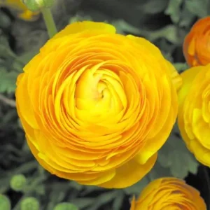 25 Yellow Ranunculus Bulbs – Perennial Buttercup Flowers for Garden Planting - Image 7