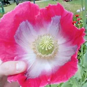 250 Giant Rattle Poppy Seeds - Papaver Somniferum - Massive Seed Heads, Huge Blooms - Annual Flower Seeds - Image 5